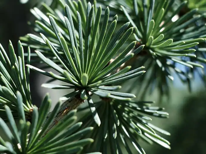 Health Benefits of Taxifolin Powder Explained